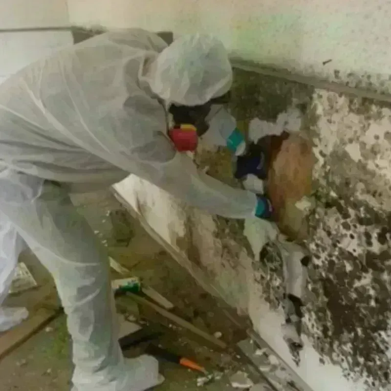 Mold Remediation and Removal in Ballville, OH